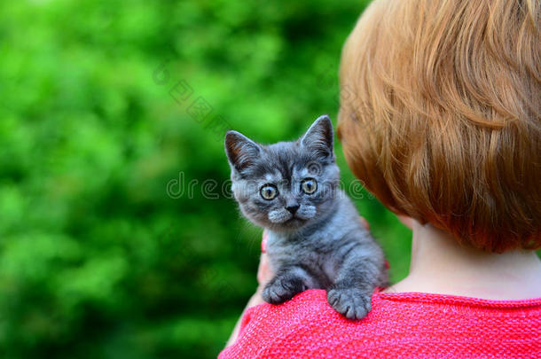 蓝色苏格兰的小猫是（be的三单形式一次向女人&字母x27;英文字母表的第19个字母英文字母表的第19个字母houlder.太棒了