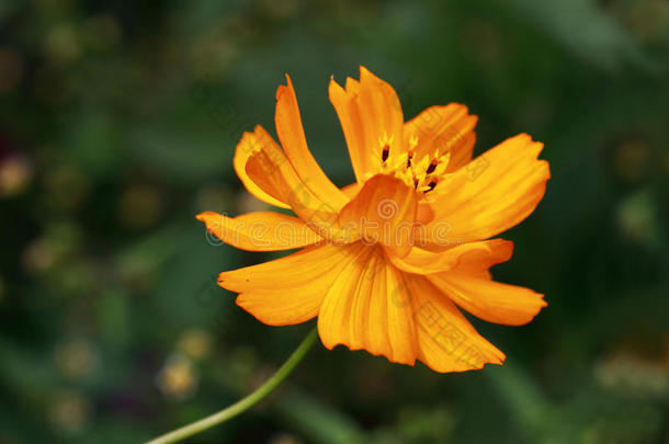 黄色的花关于大波斯菊日出-大波斯菊硫磺