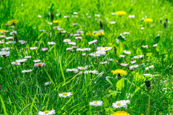 草田满的关于草本植物和野生的花