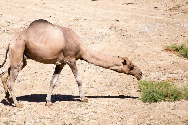 骆驼向牧草地采用无人居住的自然