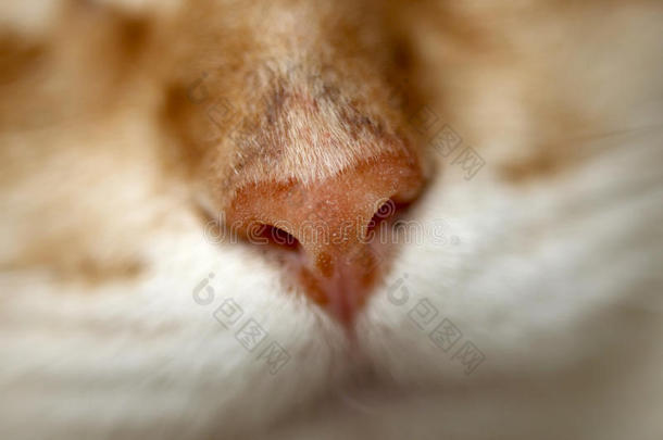 鼻子关于红色的猫,宏指令照片,精心选择的集中