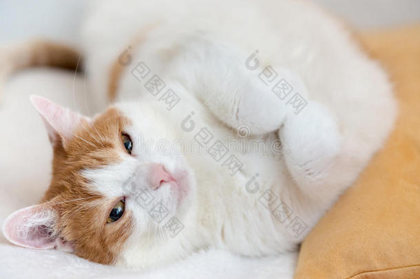 疲倦的姜猫休息向床和有样子的和<strong>短缺</strong>的眼睛