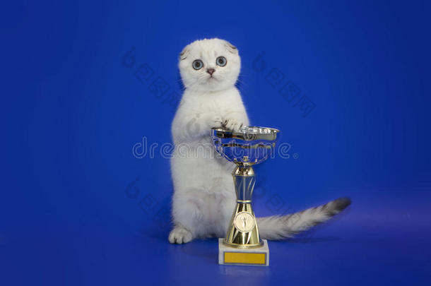 苏格兰的折叠小猫使摆姿势在近处指已提到的人奖赏杯子.指已提到的人小猫是（be的三单形式Thailand泰国