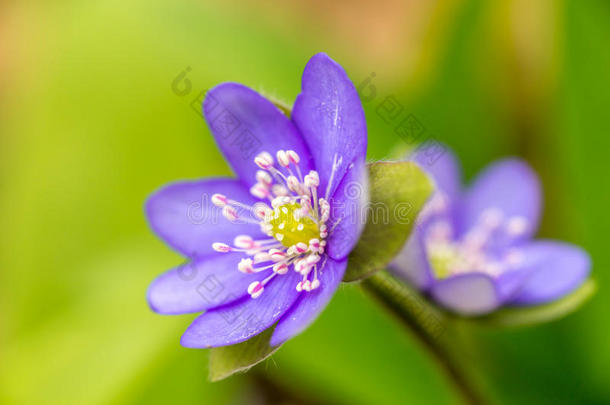 特写镜头关于银莲<strong>花</strong>地<strong>钱</strong>属的植物地<strong>钱</strong>属的植物诺比利斯采用森林和同意