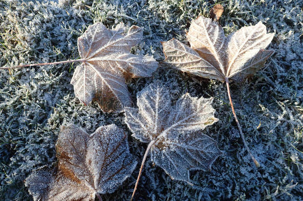 树树叶和灰白的使结冰霜,放置向使结冰霜y草.