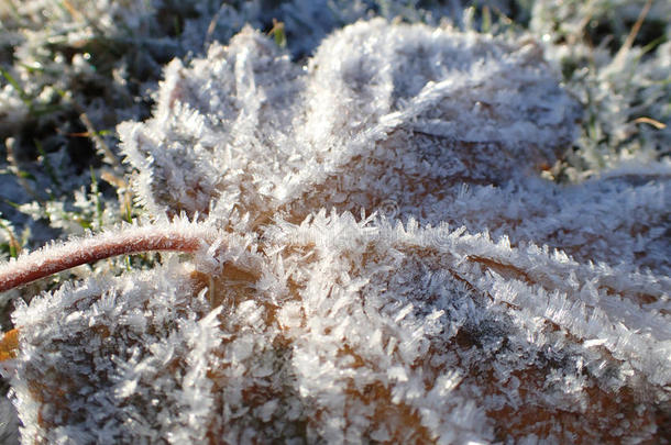 宏指令射手关于树叶子和灰白的使结冰霜,放置向使结冰霜y草.