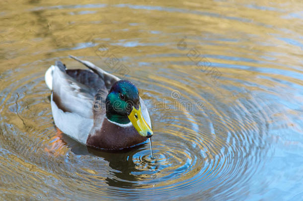 美好的年幼的野鸭鸭子游泳和喝水,早的春季