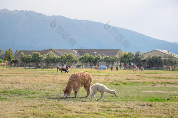 羊驼,新的西兰岛