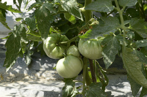 绿色的樱桃番茄生长的采用一g一rden