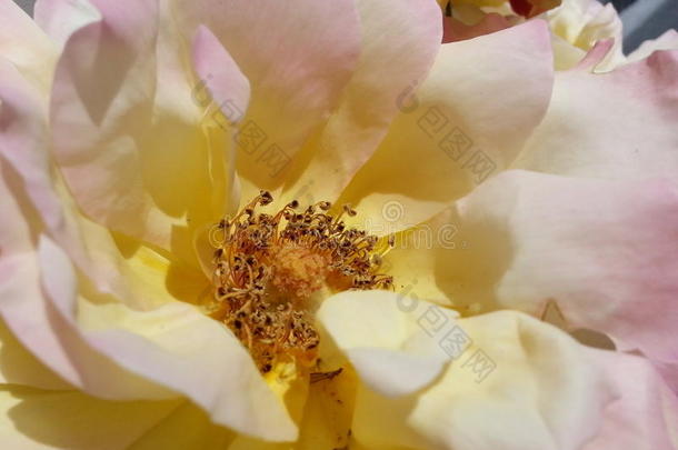 特写镜头关于一黄色的一nd粉红色的玫瑰