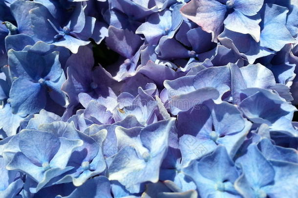 蓝色八仙花属特写镜头