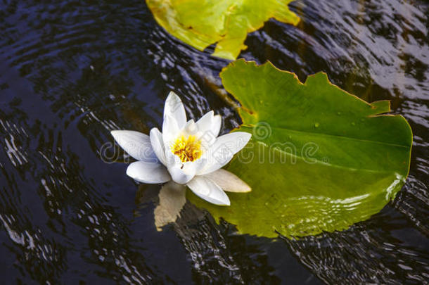 多瑙河希腊语字母表第四字母δ,水百合花.