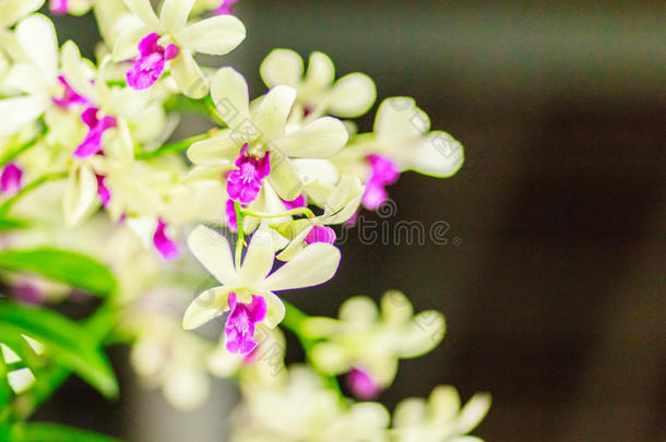美丽的装饰和密花<strong>石斛</strong>兰花花.紫色的树枝