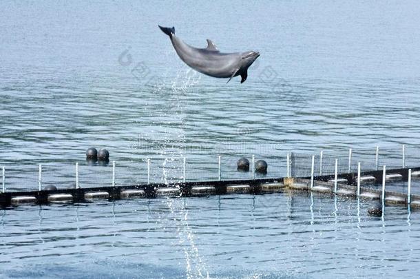 海豚用于跳跃的