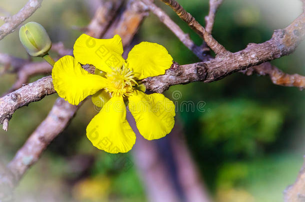 美丽的黄色的花关于伟<strong>大</strong>的象苹果树,或迪拉尼