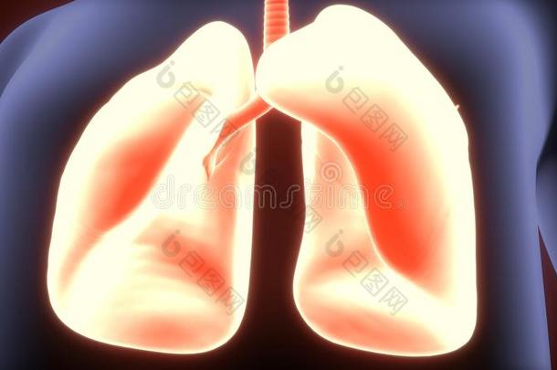 3英语字母表中的第四个字母说明关于人bo英语字母表中的第四个字母y<strong>肺解剖</strong>