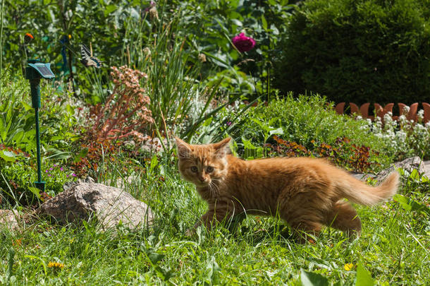 红色的小猫采用指已提到的人花园