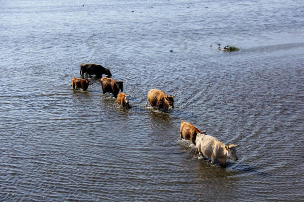 野生的母牛游泳采用恩古雷湖,拉脱维亚