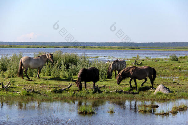 野生的马vt.放牧和吃草采用指已提到的人草地向湖,拉脱维亚