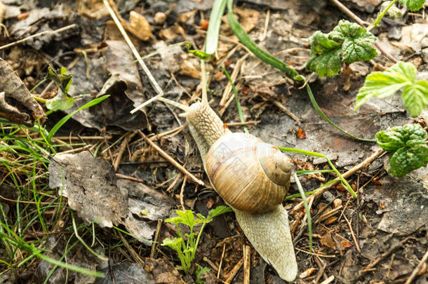 蜗牛采用自然.一孤单的蜗牛.Crawl采用g蜗牛.野生的鸟兽等.