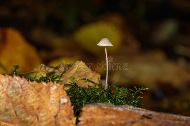 单一的小的<strong>真菌真菌</strong>或蘑菇和苔藓