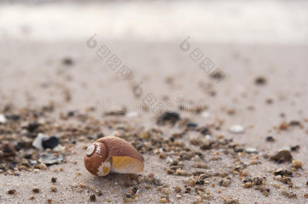 海中软体动物的壳向指已提到的人海滩