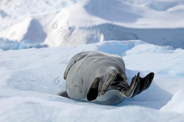 食蟹动物密封向冰大浮冰,南极的半岛
