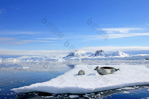 食蟹动物海豹向冰大浮冰,<strong>南极</strong>的<strong>半岛</strong>