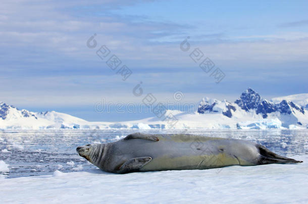 食蟹动物密封向冰大浮冰,南极的半岛