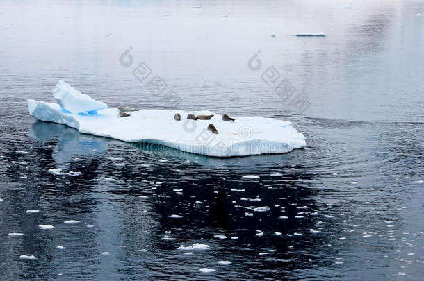 食蟹动物海豹向冰大浮冰,南极的半岛