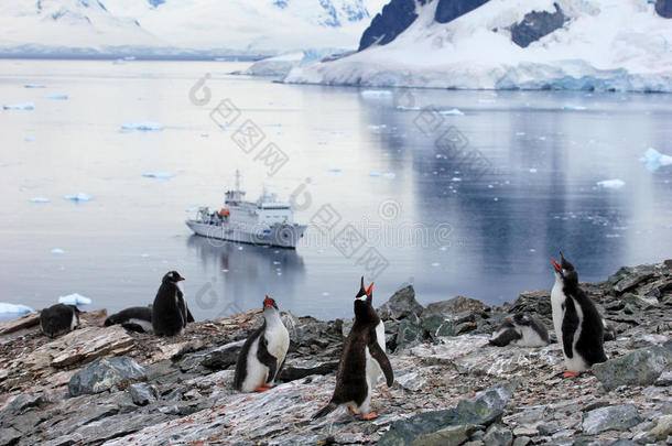 巴布亚<strong>企鹅企鹅</strong>采用前面关于一南极的巡游船,南极的