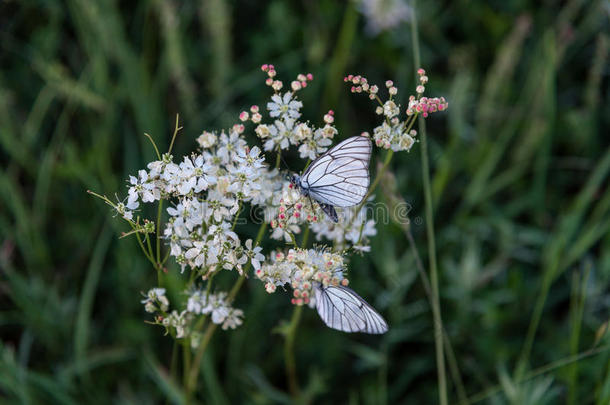 特写镜头蝴蝶向白色的小的花