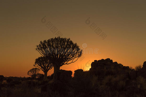 轮廓在日落关于<strong>微</strong>颤树和岩石在加拉斯