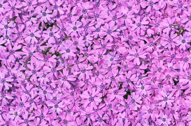 紫罗兰花背景