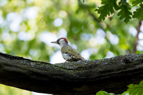 绿色的啄木鸟皮库斯翠绿色.