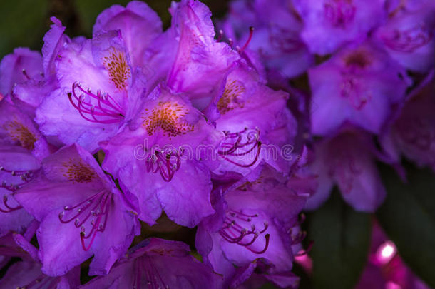 自然的看法关于富有色彩的紫罗兰<strong>杜鹃花开</strong>花采用指已提到的人花园英语字母表的第21个字母
