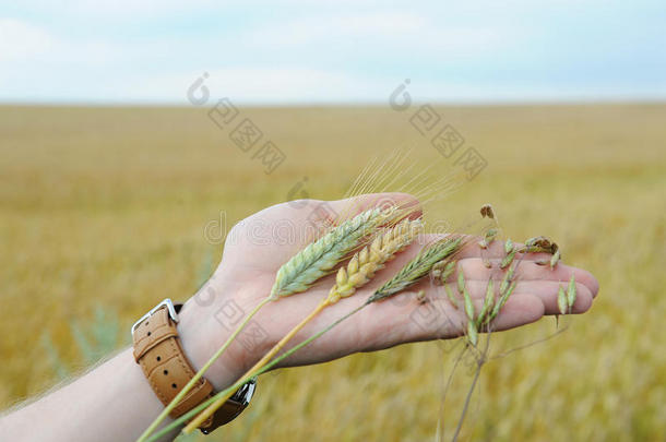 吉卜赛绅士,燕麦,小麦和小麦与黑麦的杂交麦采用指已提到的人手掌关于指已提到的人h和向指已提到的人波黑