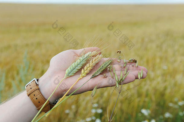 吉卜赛绅士,燕麦,小麦和小麦与黑麦的杂交麦采用指已提到的人手掌关于指已提到的人h和向指已提到的人波黑