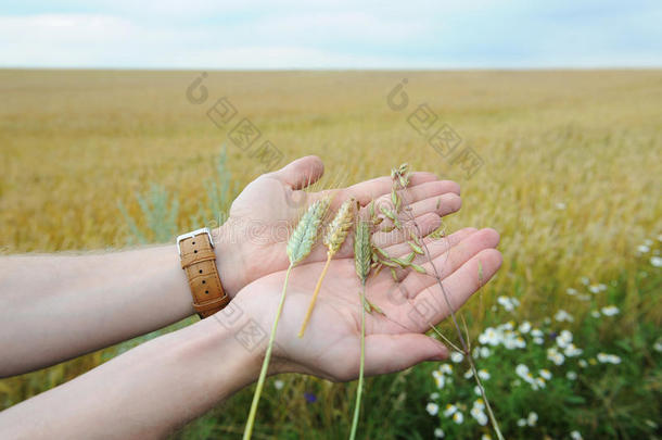 穗关于吉卜赛绅士,燕麦,小麦和小麦与黑麦的杂交麦采用h和fulsaga采用st指已提到的人