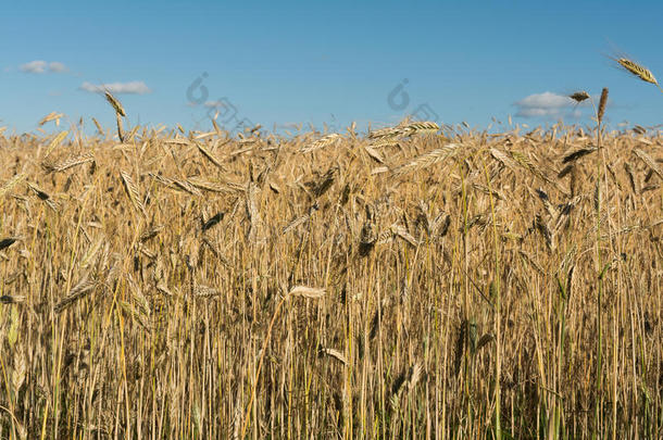 成熟的黄色的小麦关-在上面和蓝色天