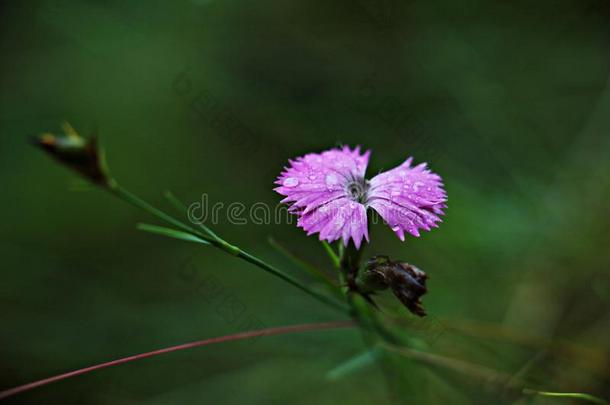 野生的粉红色的花-石竹类属植物细叶细叶金线虫