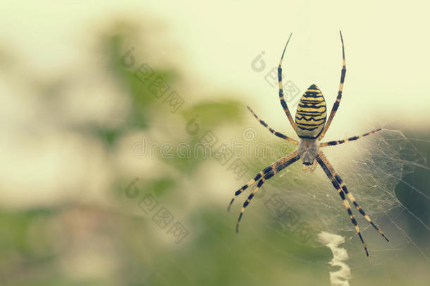 黑的和黄色的有条纹的<strong>蜘蛛</strong>向指已提到的人<strong>蜘蛛</strong>网.