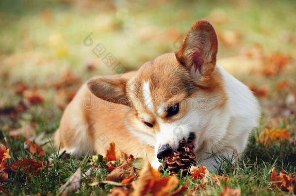 红色的狗威尔士矮脚狗彭布罗克郡谎言向秋树叶和痛苦的块