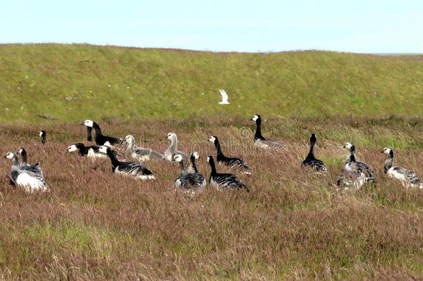 冰岛附着甲壳动物goose的复数形式向指已提到的人草2017