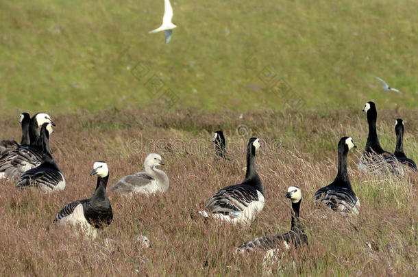 冰岛兽群关于附着甲壳动物goose的复数形式采用指已提到的人草2017