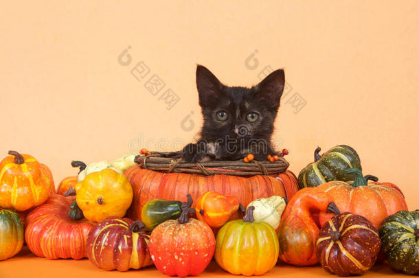 小猫采用pumpk采用篮秋收割