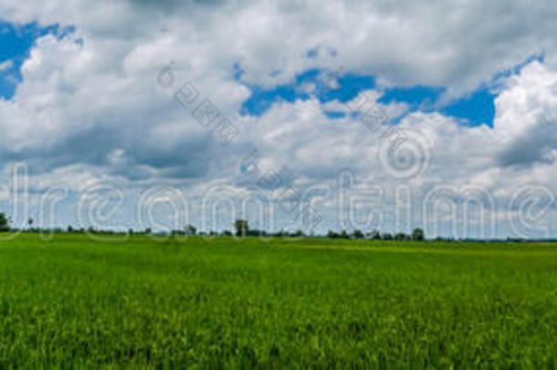 全景画风景.小屋和葱翠的绿色的田茉莉稻.