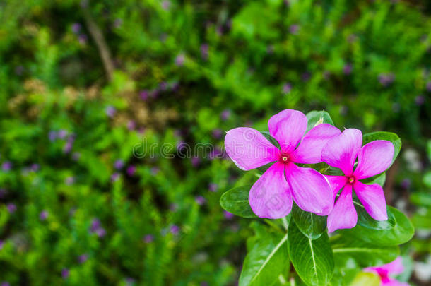 两个玫瑰长春花向绿色的背景