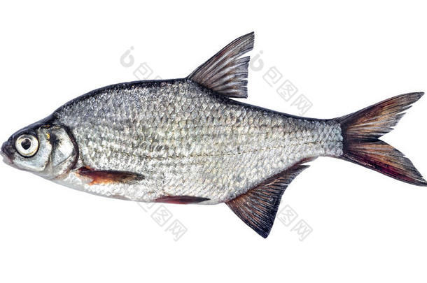 鱼银鲤科鱼和刻度隔离的向白色的背景Blicc