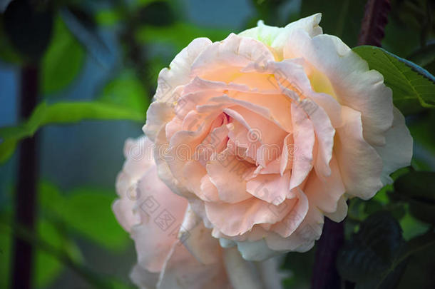 纤弱的粉红色的花关于一玫瑰一g一inst一绿色的b一ckground.